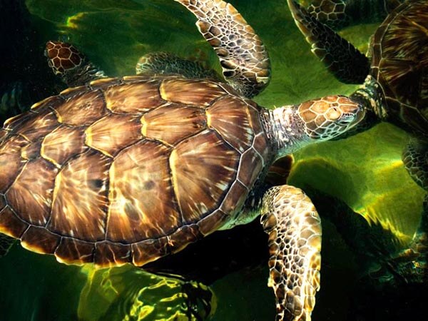 Kosgoda Sea Turtle Hatchery