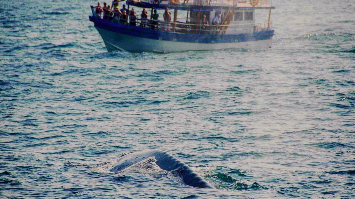Whale and Dolphin Watching Sri Lanka